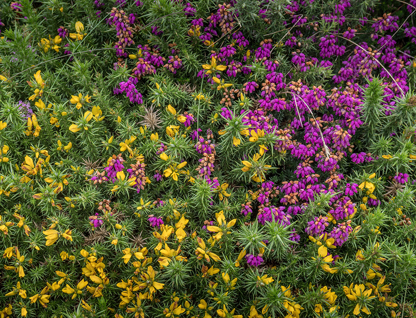 Erica cinerea, Bell heather, with Western gorse, Ulex Gallii. North Devon coast, UK.