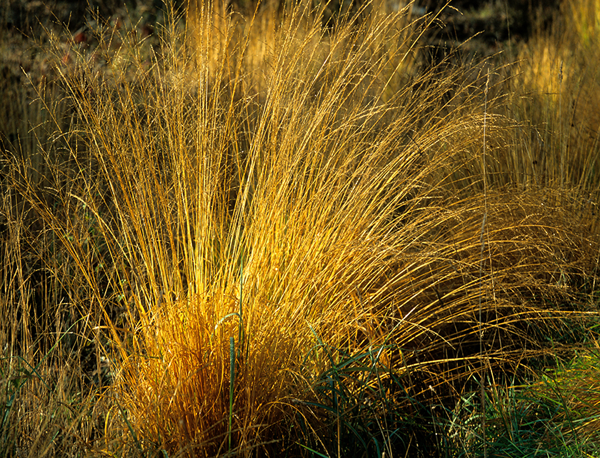 Molina Grass