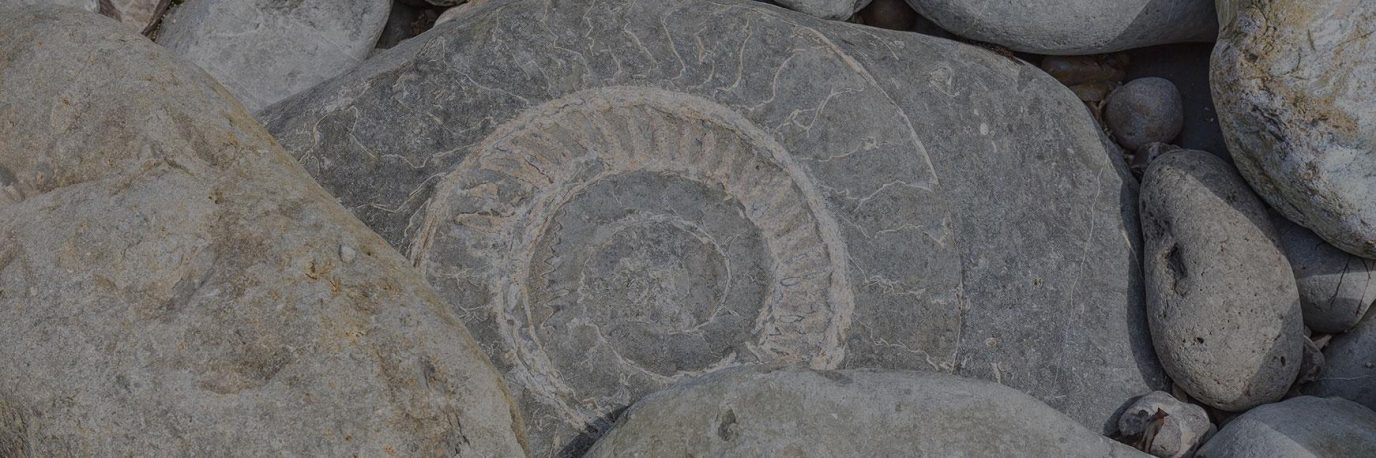 How to find fossils on the beach