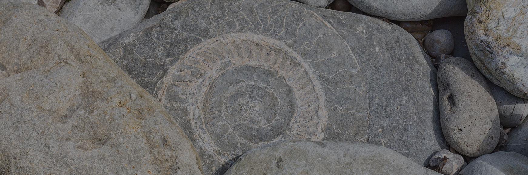 How to find fossils on the beach