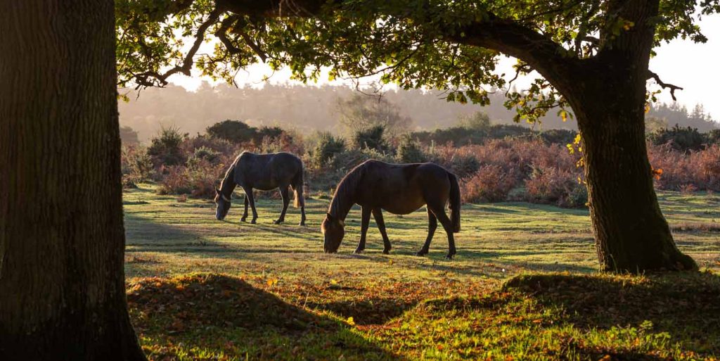 New Forest Horse Riding