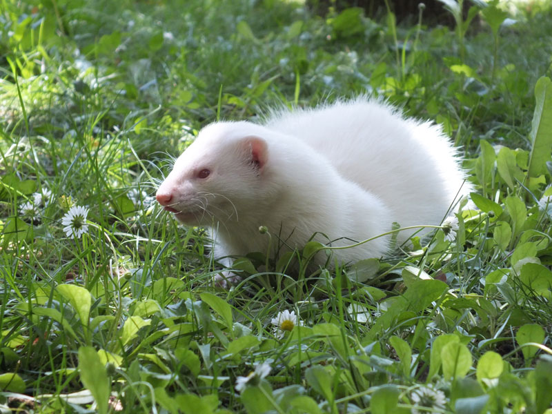 Escaped pet ferrets can survive in the wild