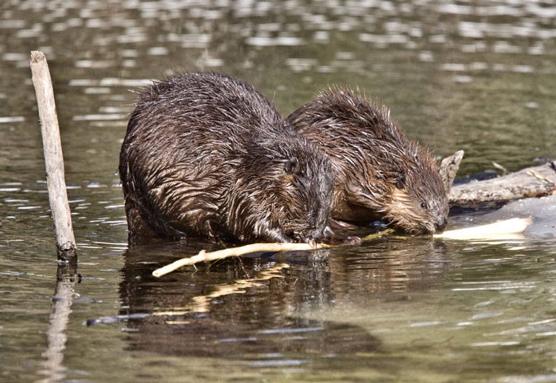 Beavers working on a new damn
