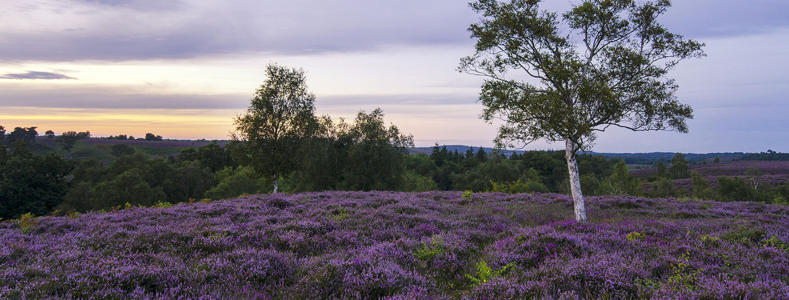 Banner New Forest