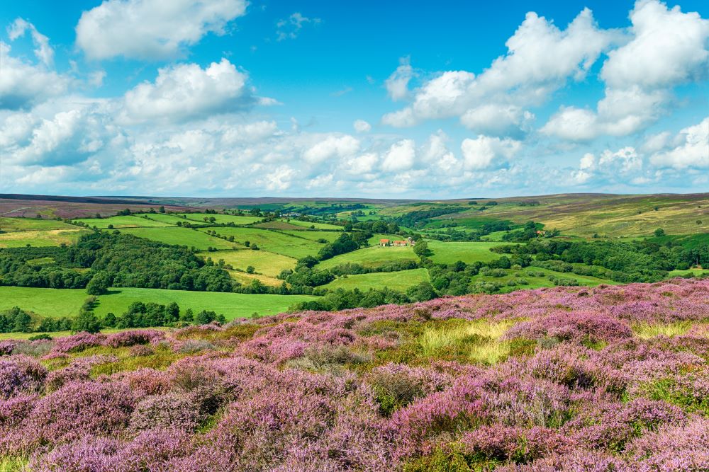 Heather on the north york moors