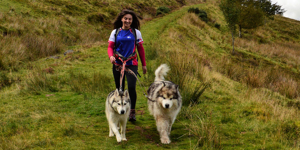 Dogs on waist leads