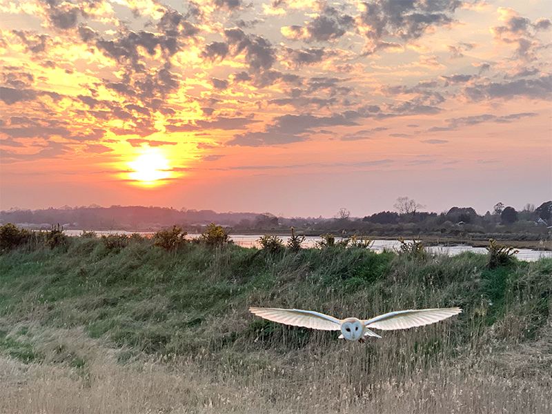 owl sunset