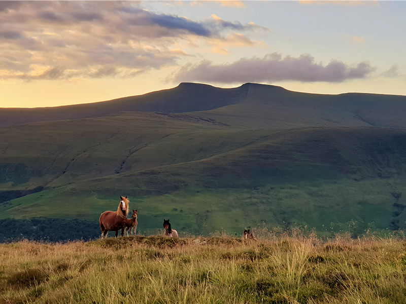 Fan Frynych horses