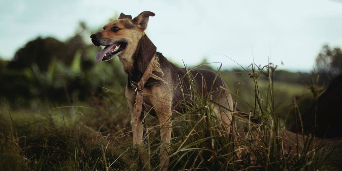 Walk a dog