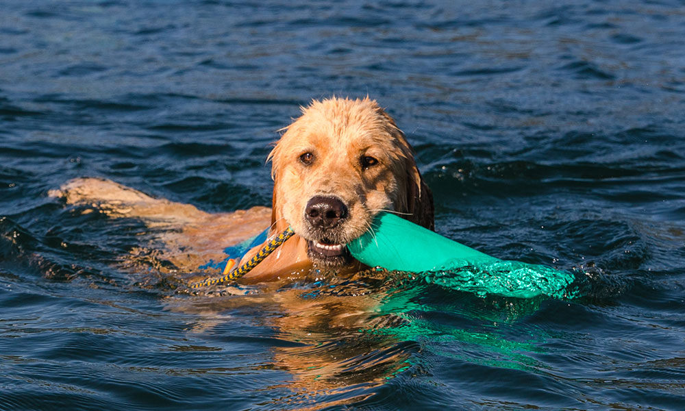 swimming dog