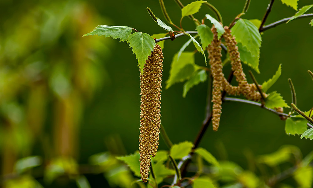 Silver birch tree