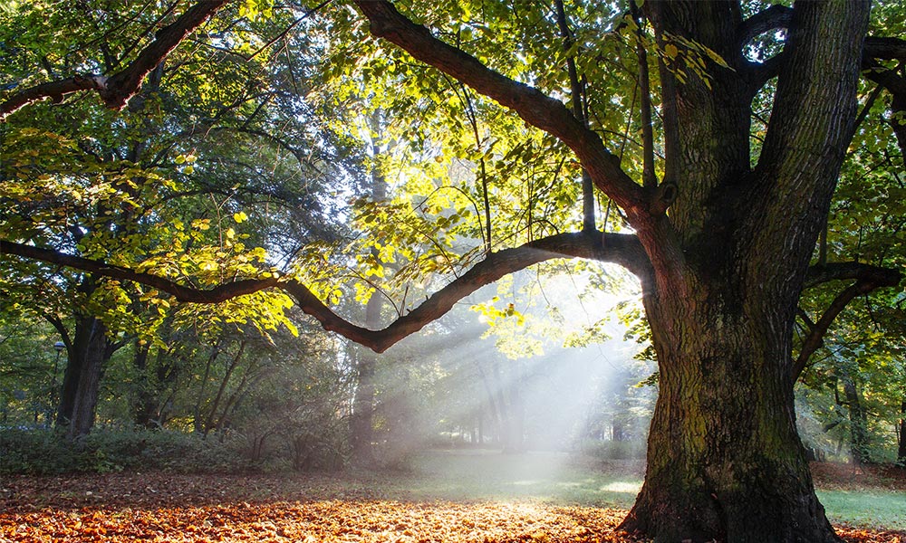 oak tree