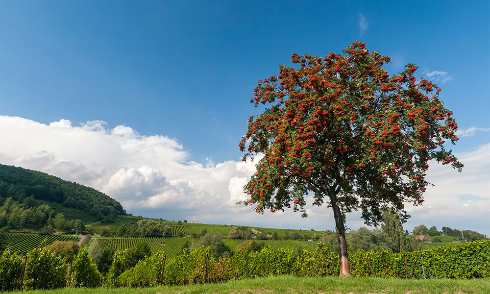 Rowan tree (Sorbus aucuparia)