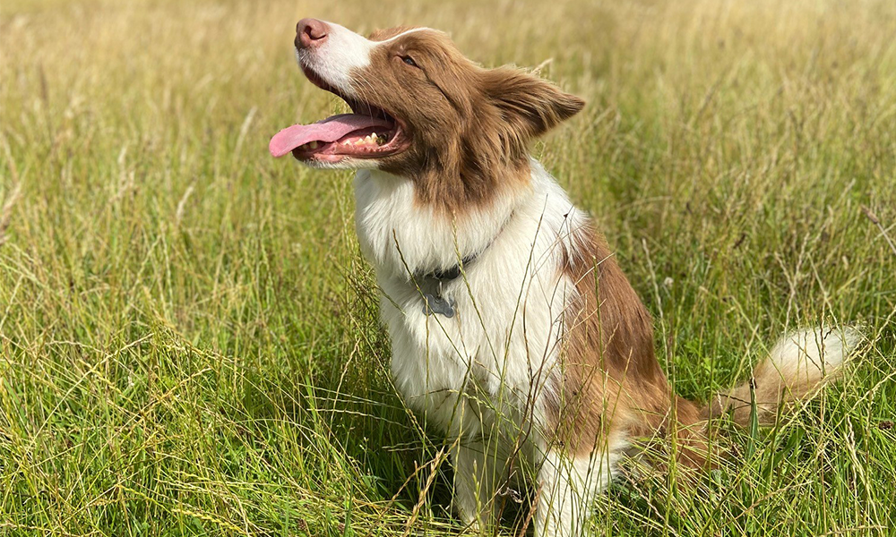 dog on a walk