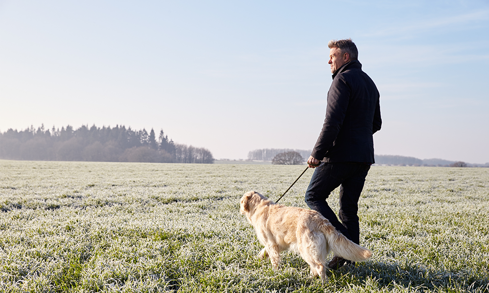 Dog walking route