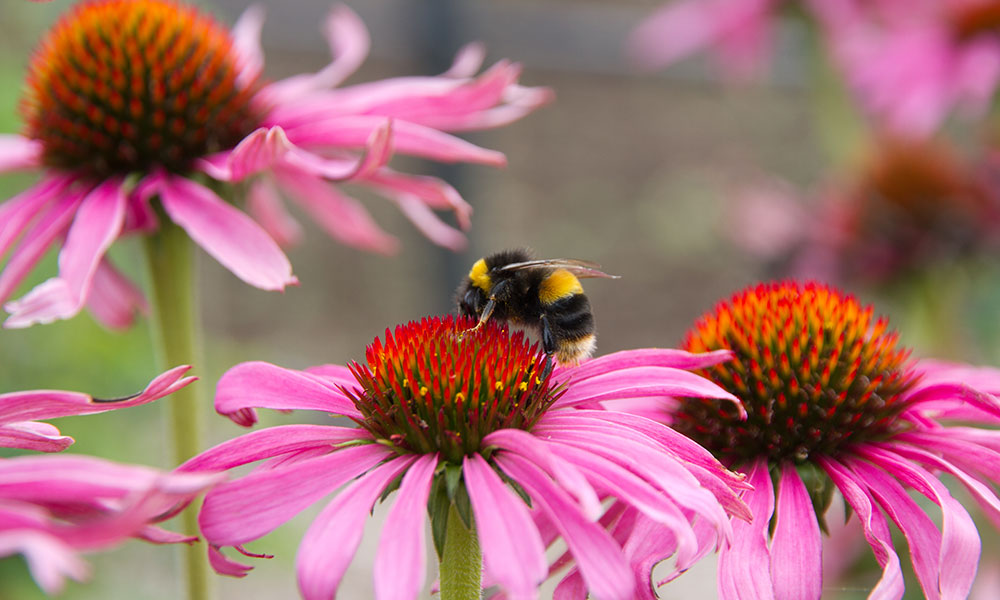 Types of bees UK