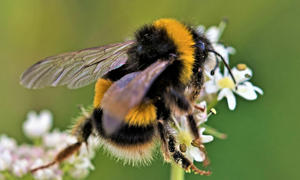 Garden Bumble Bee