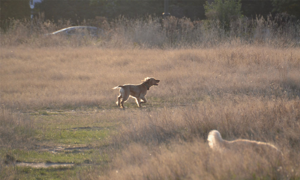 Dog Walking - Wimbledon Common