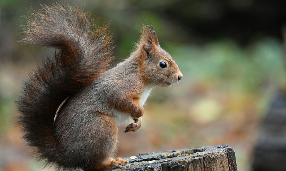 Red squirrel on Brownsea Island