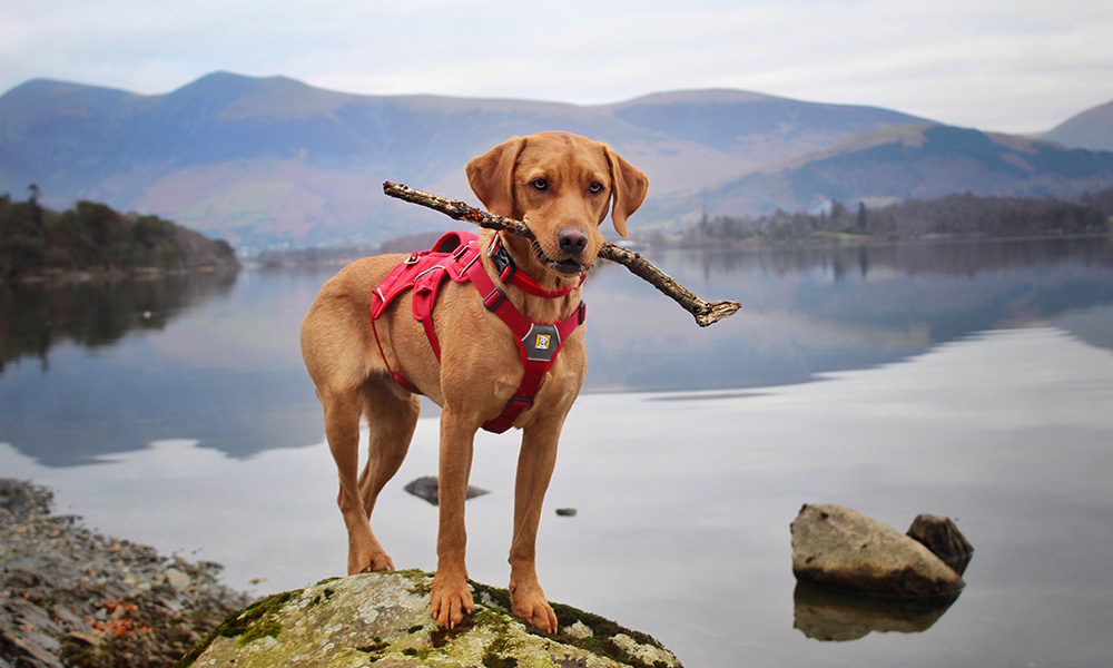 Ruffwear Web Master harness