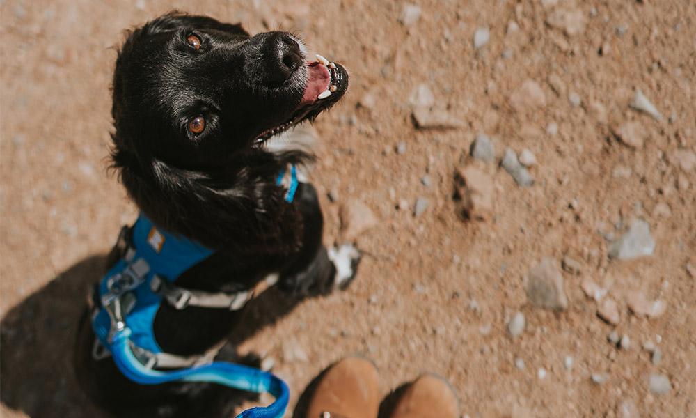 dog and harness&nbsp;