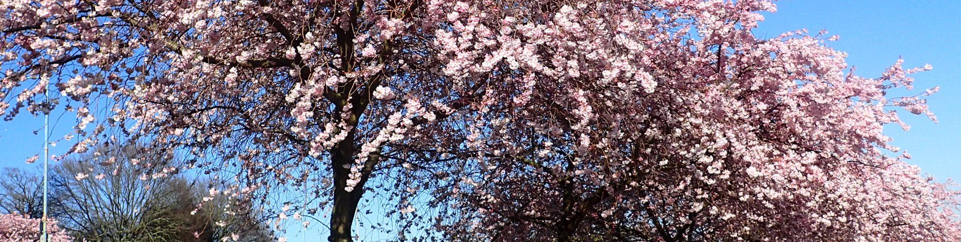 Banner image for OS Wallpaper Download: March 2023 banner image