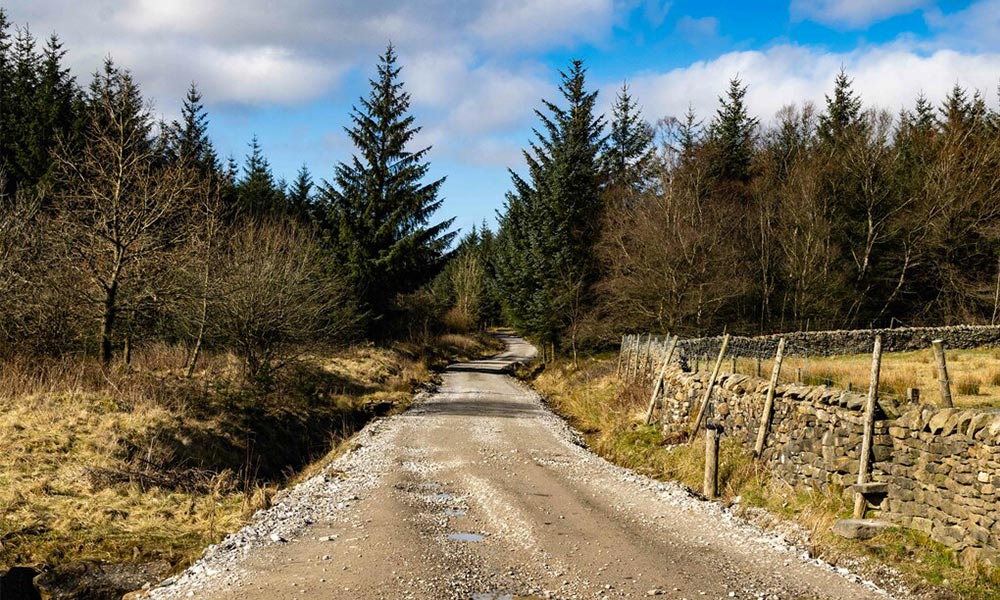 Gisburn Forest