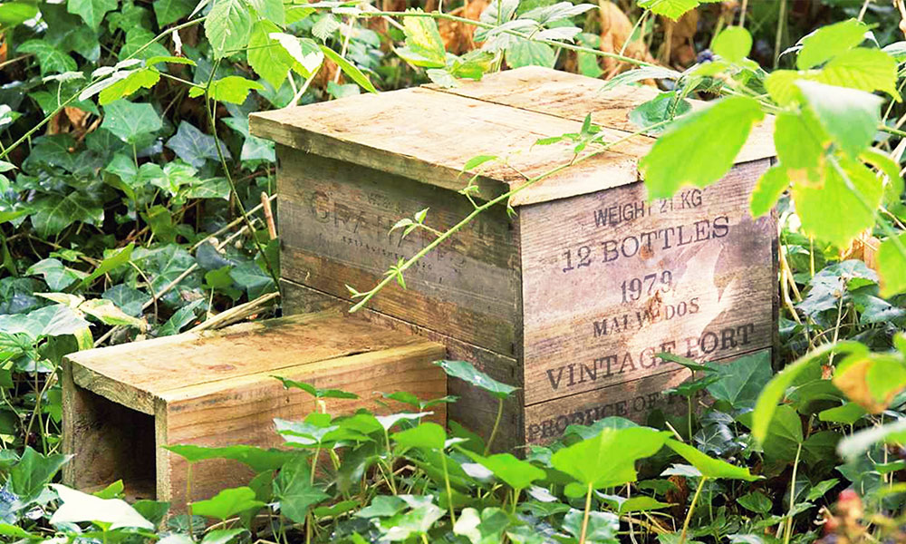 hedgehog home