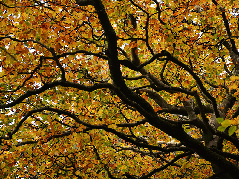 autumn leaves