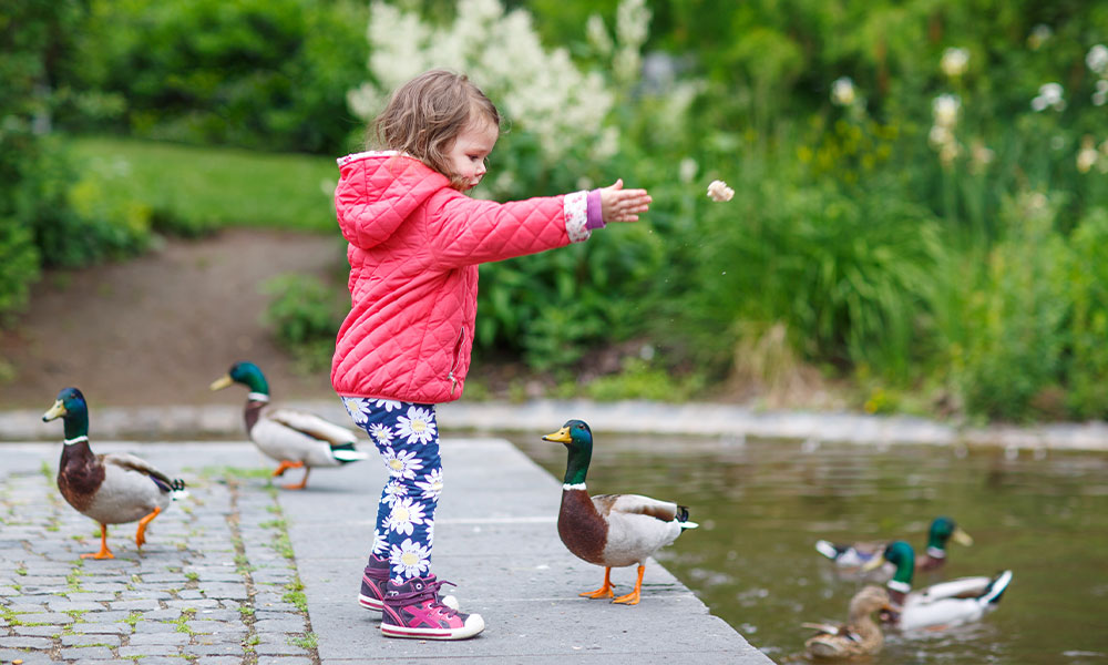 Kid feeding the ducks