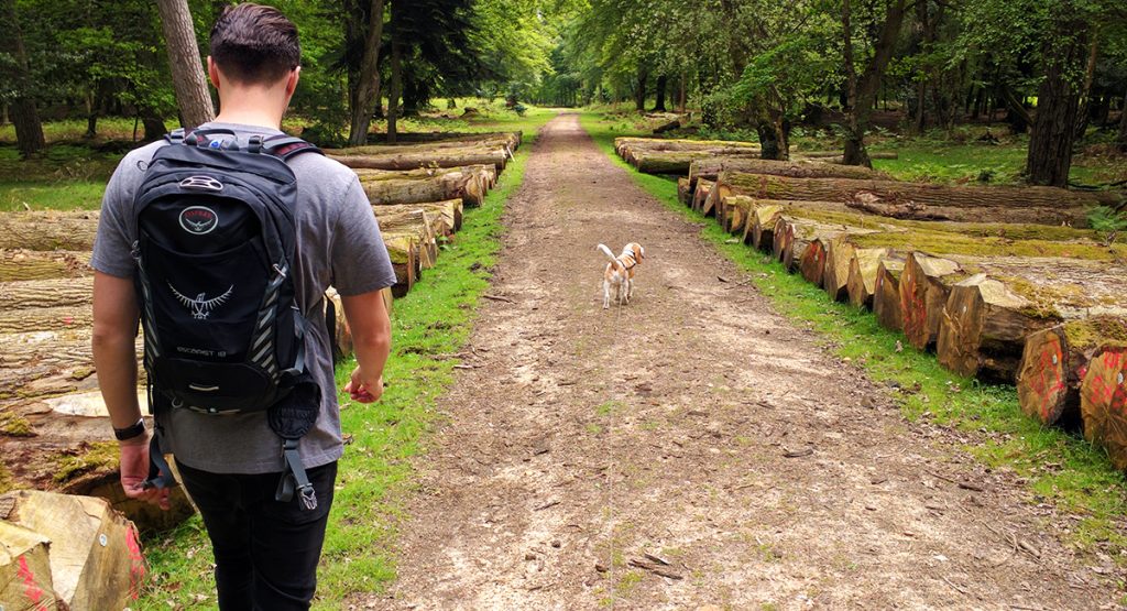 Full_Width_Inline_new_forest_final_stretch_walk_rhinefield