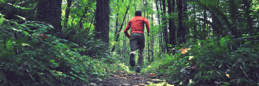 Trail running through a forest