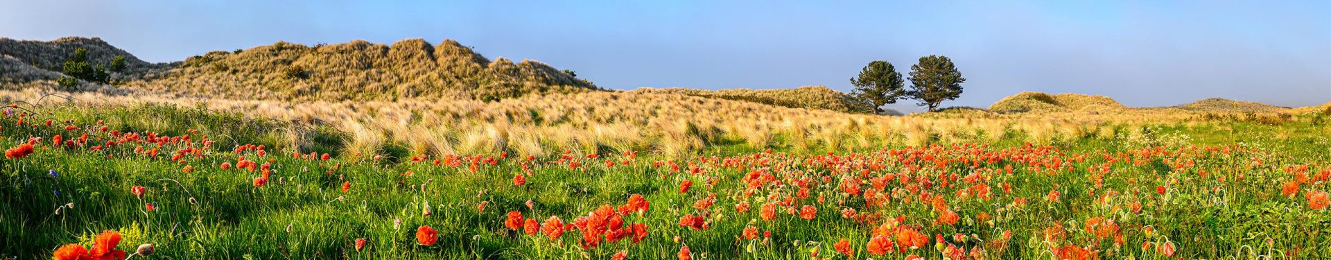 areas-of-natural-beauty-hero.2459c66550e35ba20830f8037c980982