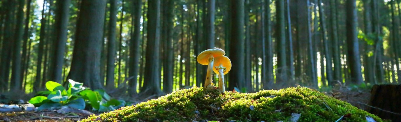 bekind_environment_heo.d635ad0f1f03d16ac80ae9884a3c9df0