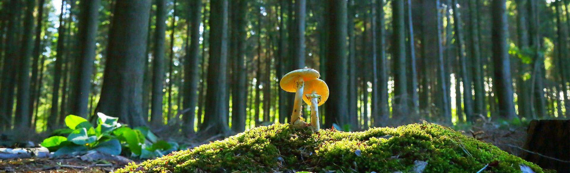 bekind_environment_heo.d635ad0f1f03d16ac80ae9884a3c9df0