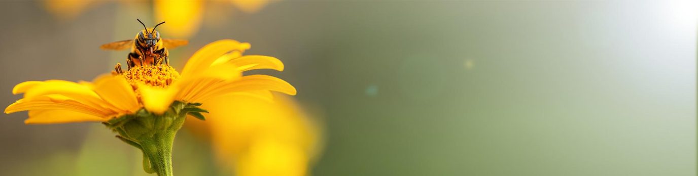 british20bees.d635ad0f1f03d16ac80ae9884a3c9df0