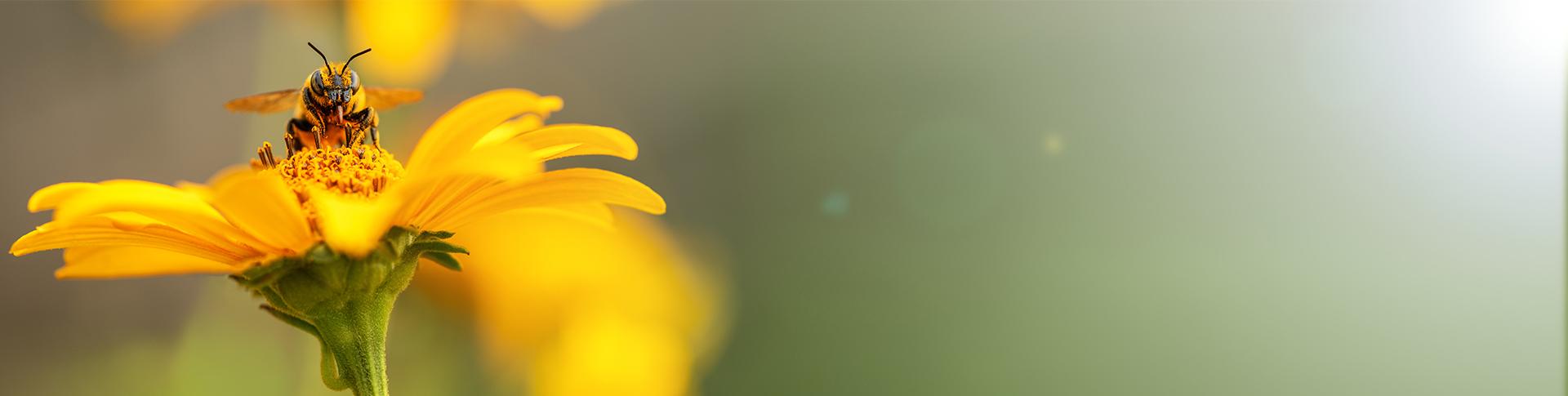 british20bees.d635ad0f1f03d16ac80ae9884a3c9df0