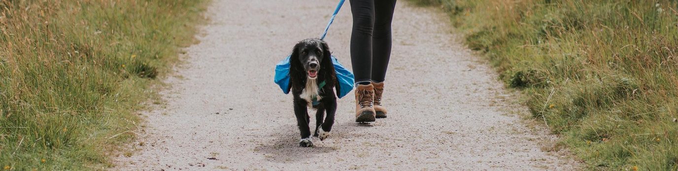 dog_harness_gear_guide_hero.d635ad0f1f03d16ac80ae9884a3c9df0