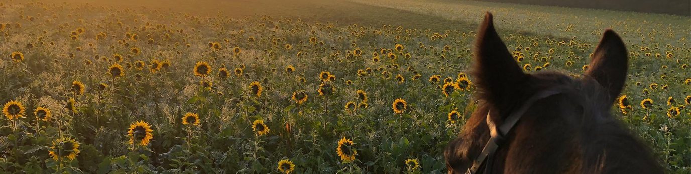 horse-riding-near-me-hero.2459c66550e35ba20830f8037c980982