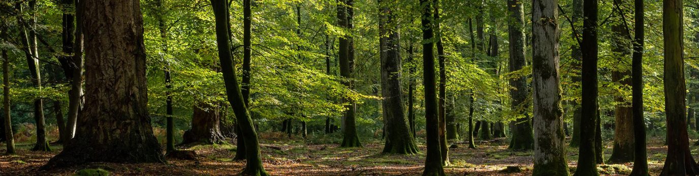 identification_british_trees_hero5.d635ad0f1f03d16ac80ae9884a3c9df0