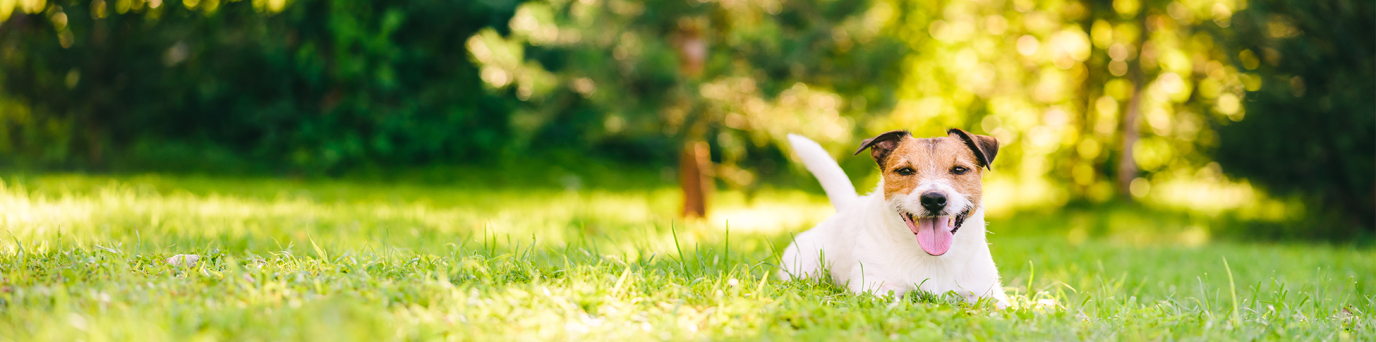 london_dog_parks_hero3.dfb116b24fe1749d7b8d7d2da6a64dab