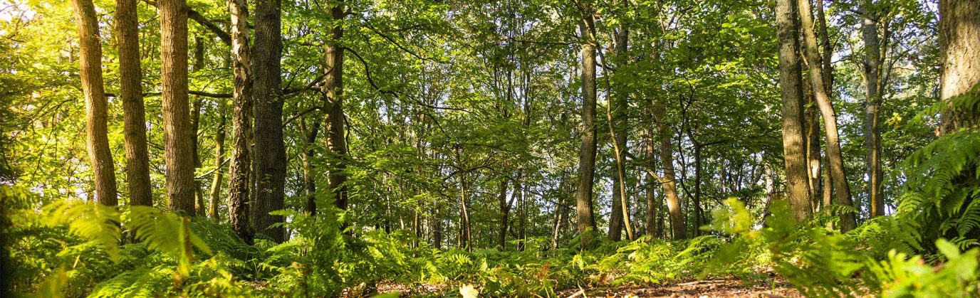 natures_health_service_hero.d635ad0f1f03d16ac80ae9884a3c9df0