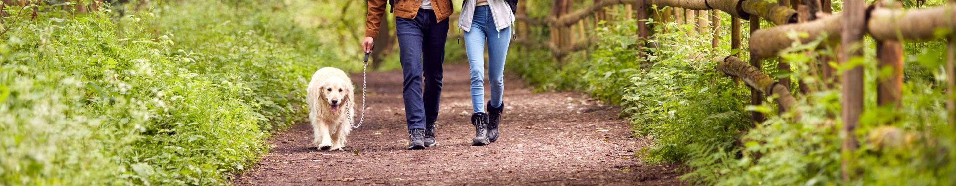 responsible-dog-walking-hero.2459c66550e35ba20830f8037c980982
