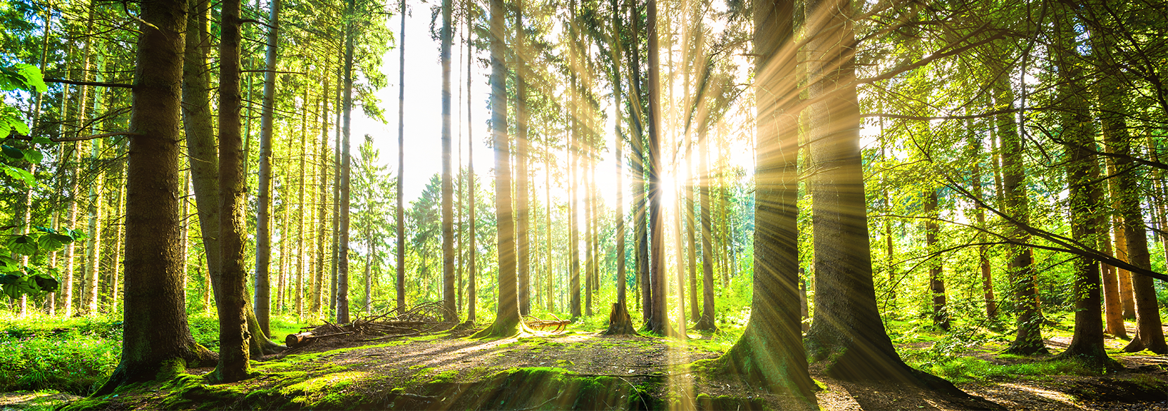 sensory_walks_1000x600_hero.dfb116b24fe1749d7b8d7d2da6a64dab