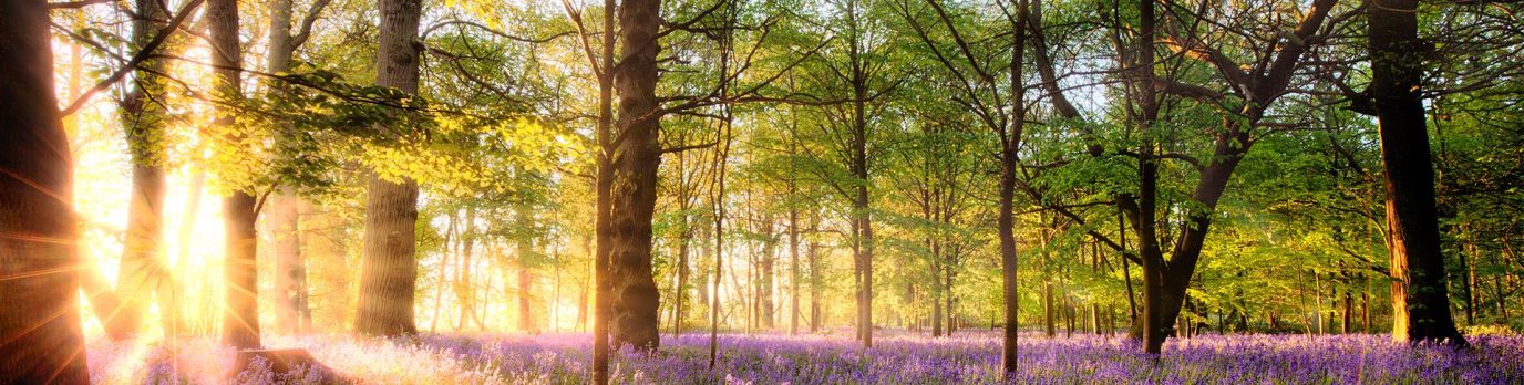 woodland-walks-hero.2459c66550e35ba20830f8037c980982