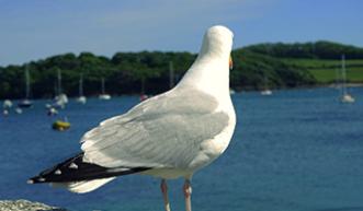 A seagull