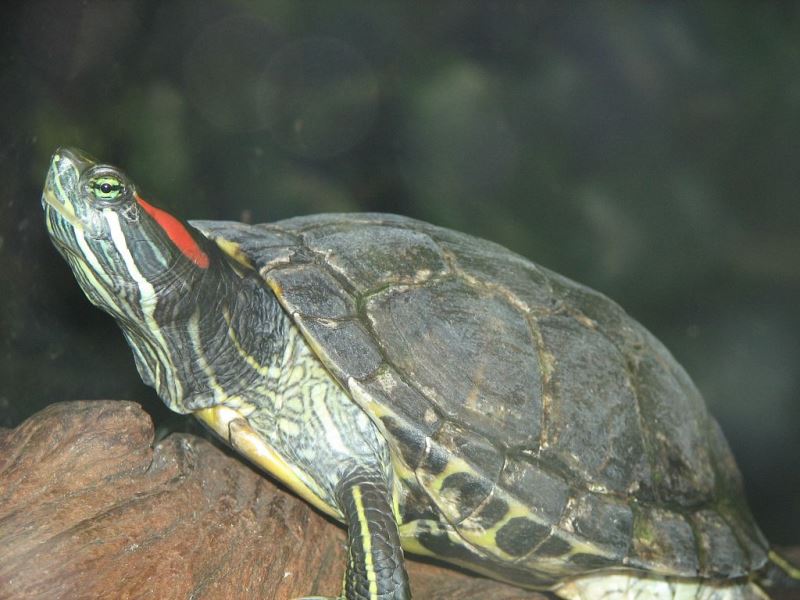 Red eared slider (terrapin) by Trisha M Shears