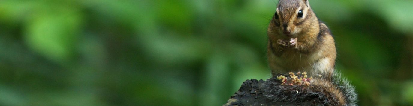 Banner Unexpected wild animals in britain