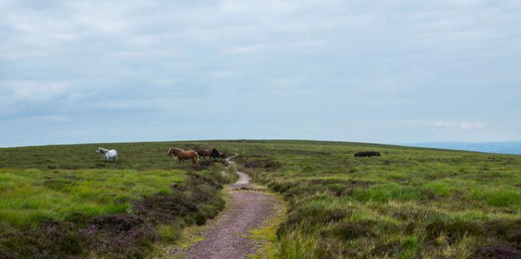 Hill path with horses