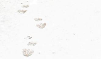 Bootprints in the snow